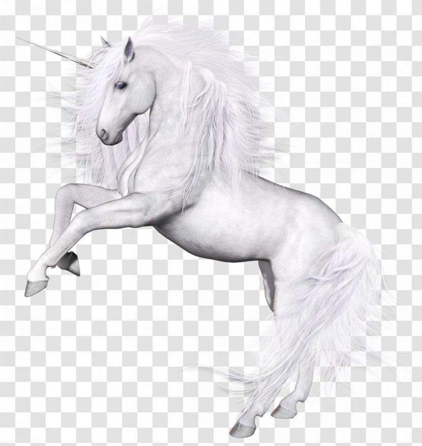 Horse Unicorn Download - Like Mammal - Whitehorse Transparent PNG