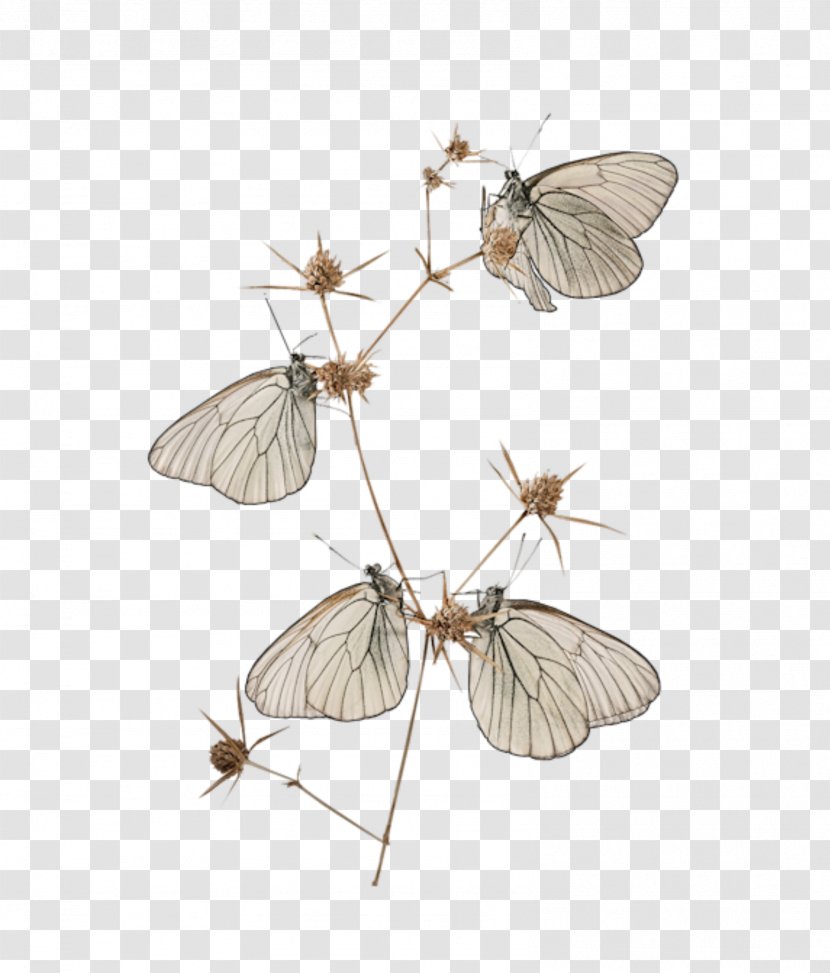 Butterfly Cramer's Eighty-eight Image Mayer Vascular Plant Transparent PNG