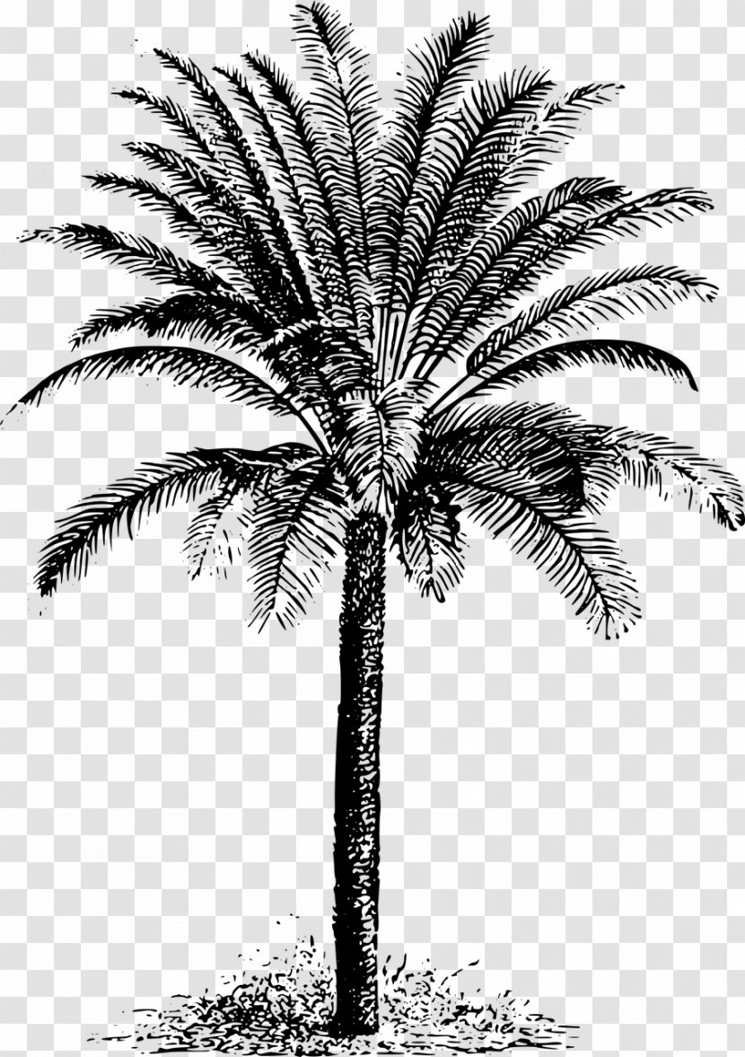 Arecaceae Cycad Evergreen Date Palm Clip Art Transparent PNG