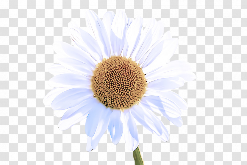 Daisy Transparent PNG