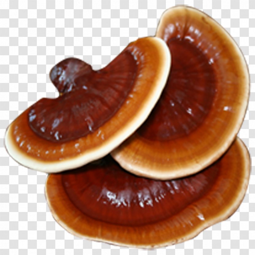 Lingzhi Mushroom Fungus Disease Health Food - Feeling Tired - Ganoderma Lucidum Transparent PNG