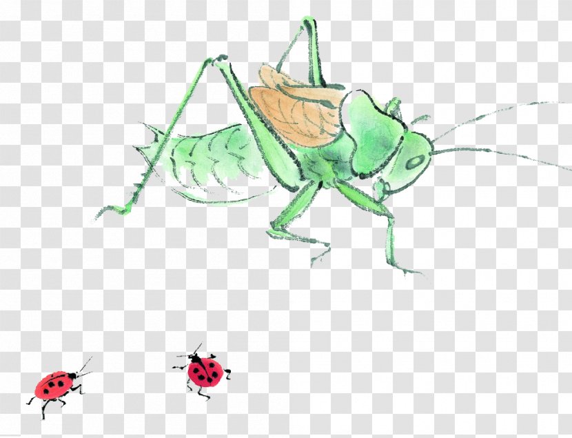 Insect Cartoon Daum Icon - Naver - Grasshopper Transparent PNG