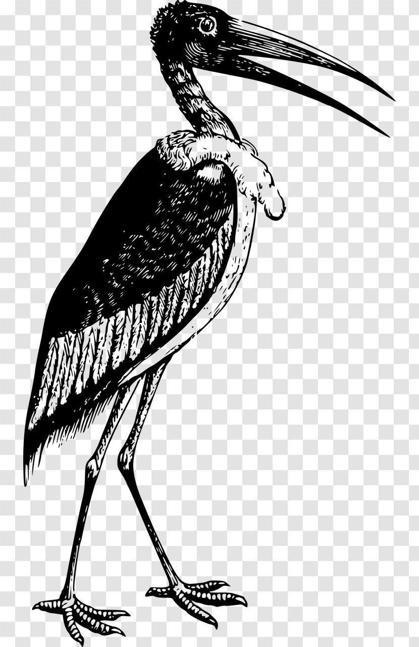 Marabou Stork Bird Pelecaniformes Clip Art - Ciconiiformes Transparent PNG