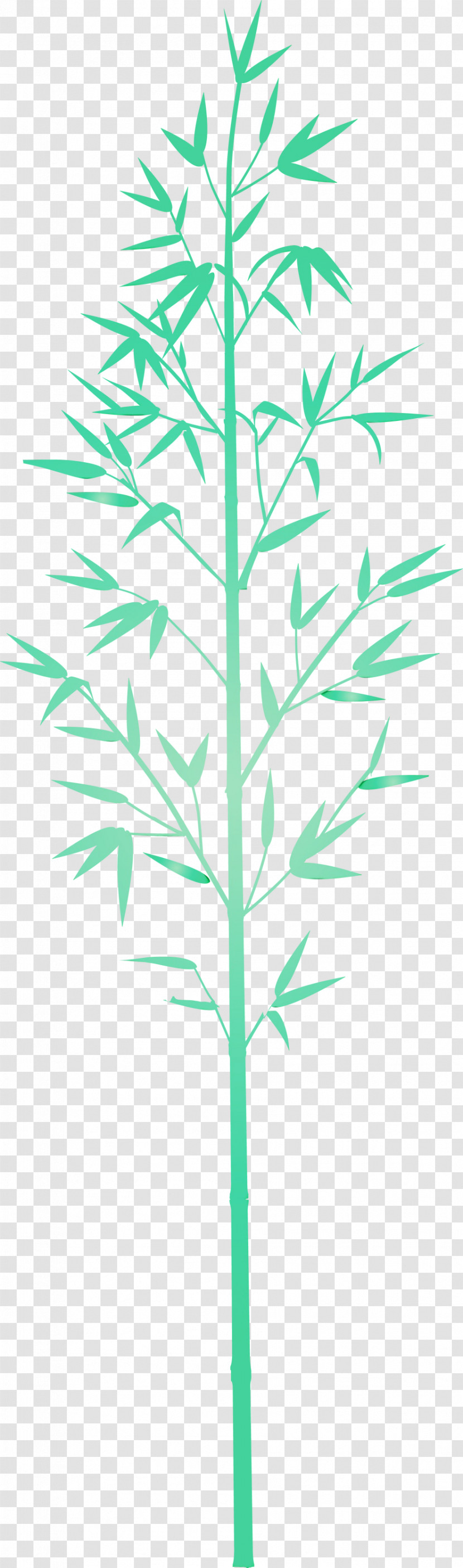 Leaf Plant Plant Stem Grass Family Grass Transparent PNG