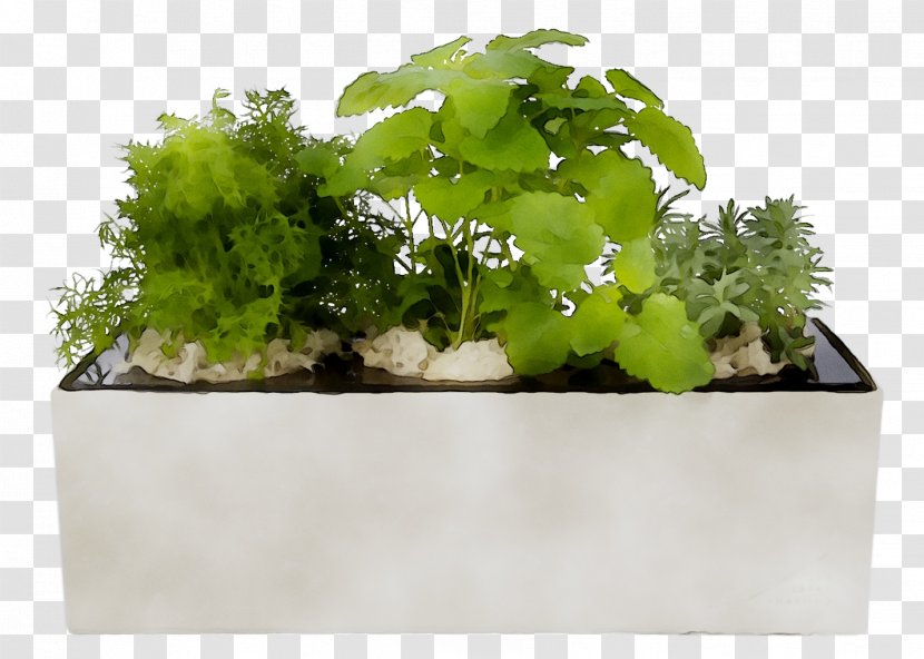 Flowerpot Herb Houseplant - Plant - Vegetable Transparent PNG