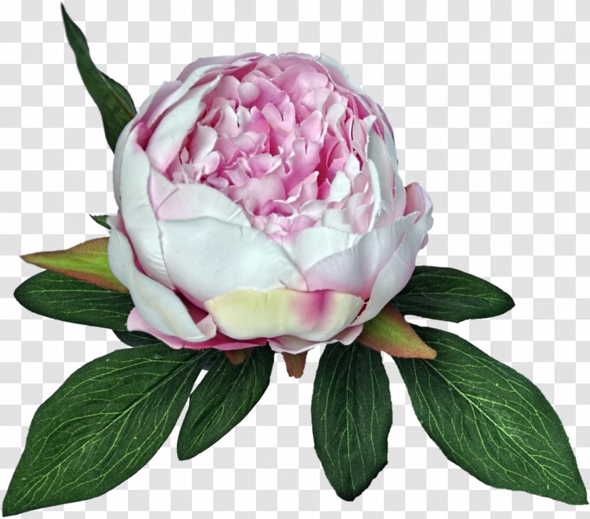 Peony Cabbage Rose Cut Flowers - Flowering Plant Transparent PNG