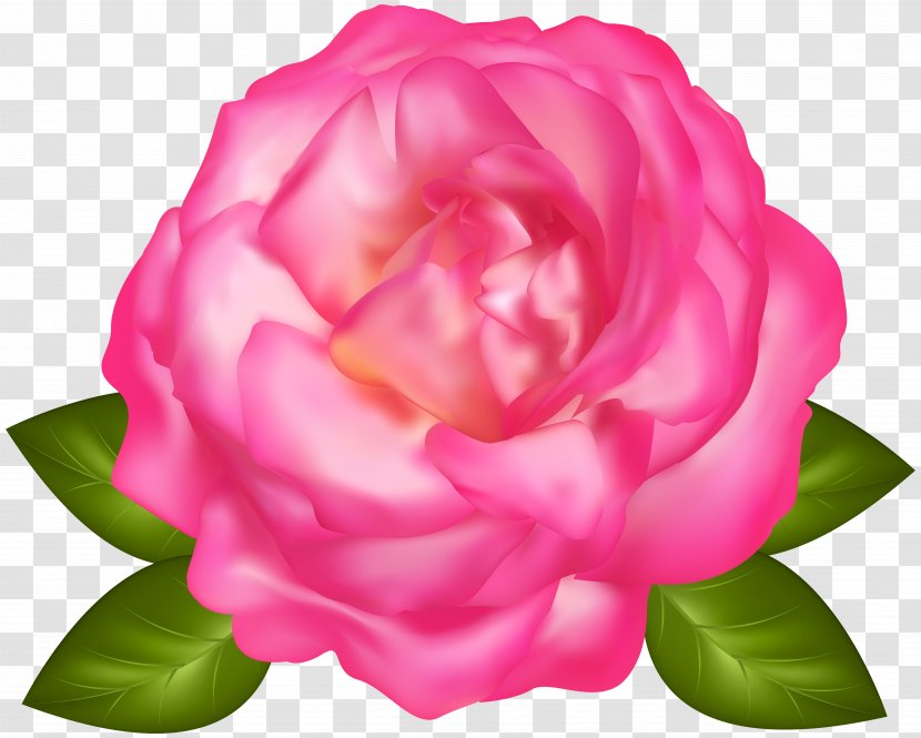 Garden Roses Centifolia - Japanese Camellia - Beautiful Pink Rose Transparent Image Transparent PNG