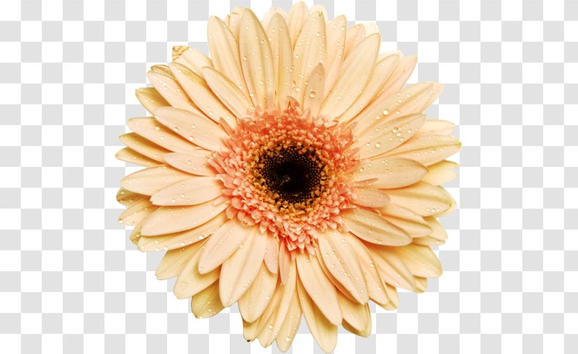 Transvaal Daisy Clip Art - Chrysanthemum - Flower Transparent PNG