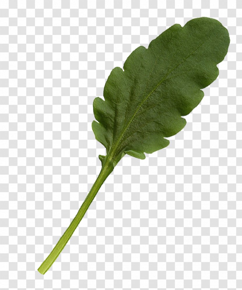 Leaf Vegetable Plant Stem - Pot Transparent PNG