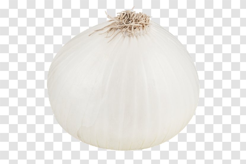 Lighting - White Onion File Transparent PNG