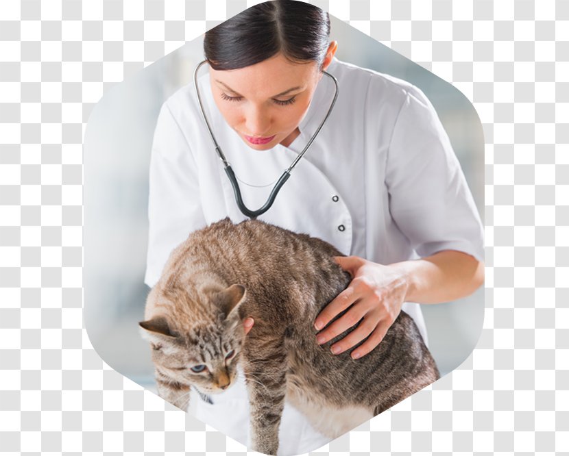 Landing Page Domestic Short-haired Cat Clinic Medicine Transparent PNG