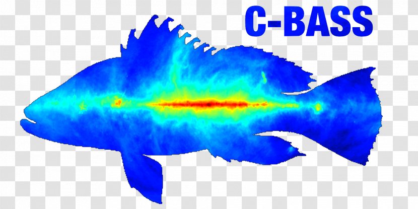 C-Band All Sky Survey Hartebeesthoek Radio Astronomy Observatory Polarization Synchrotron Radiation Science - Marine Mammal - Bass Anglers Sportsman Society Transparent PNG