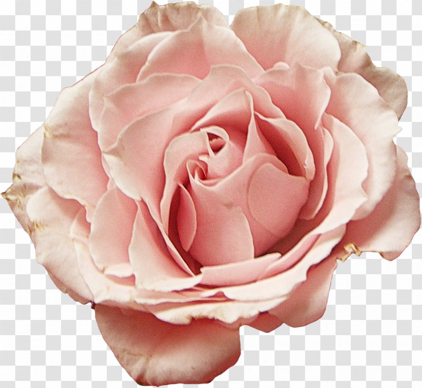 Garden Roses Cabbage Rose Floribunda Flower Petal - Rosa Centifolia Transparent PNG