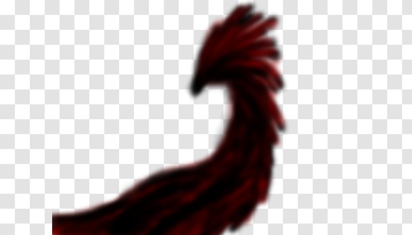 Rooster Close-up Font - Chicken - Phoenix Wing Transparent PNG