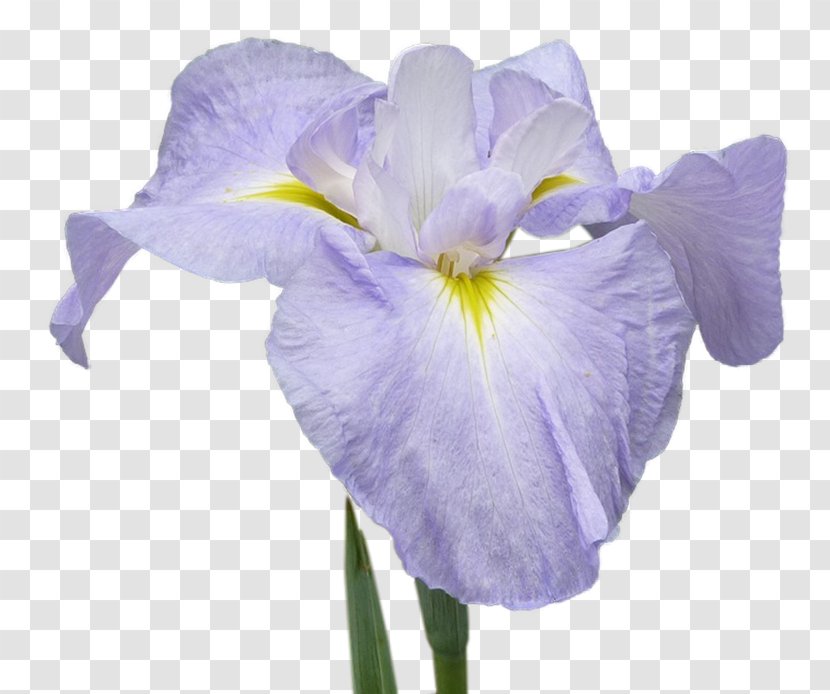 Orris Root Cut Flowers Petal - Flower - Iris Transparent PNG