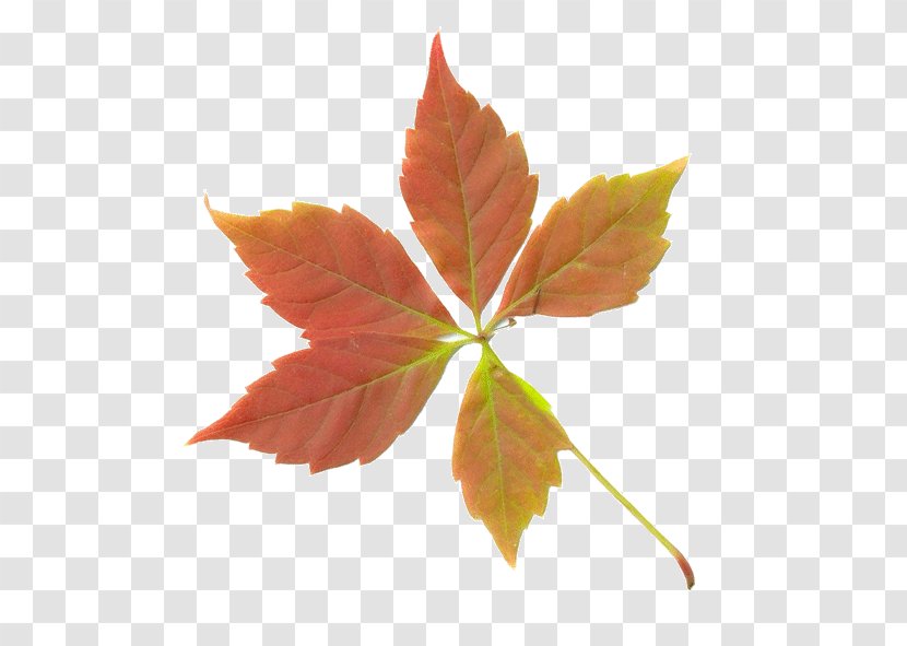 Maple Leaf Autumn Deciduous - Tree - Leaves Transparent PNG