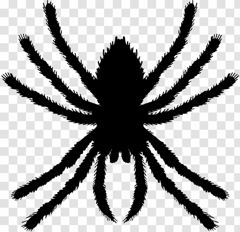 Spider Euclidean Vector Graphics Illustration - Arachnid - Brazilian Red And White Tarantula Transparent PNG
