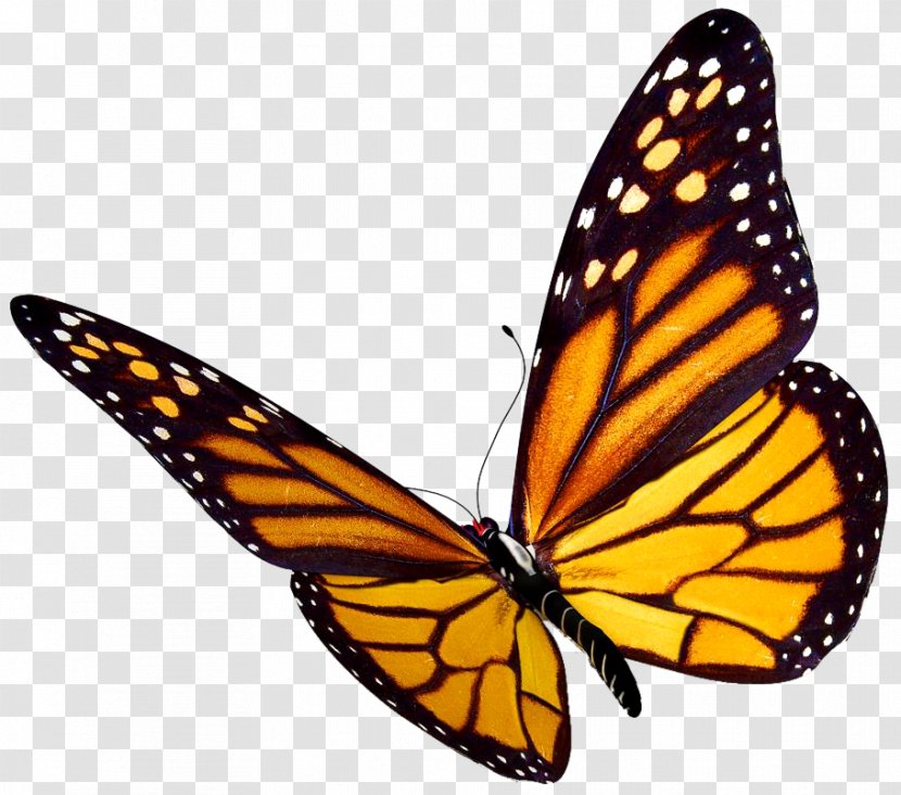 Monarch Butterfly Insect Clip Art - Watercolor Transparent PNG