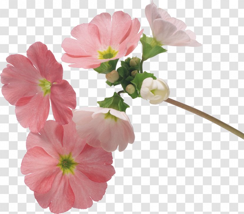 Flower Floral Design Desktop Wallpaper Instiz - Blog - Pink Transparent PNG