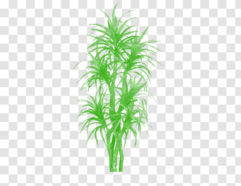 Palm Trees Areca Plants Bamboo - Grass Transparent PNG