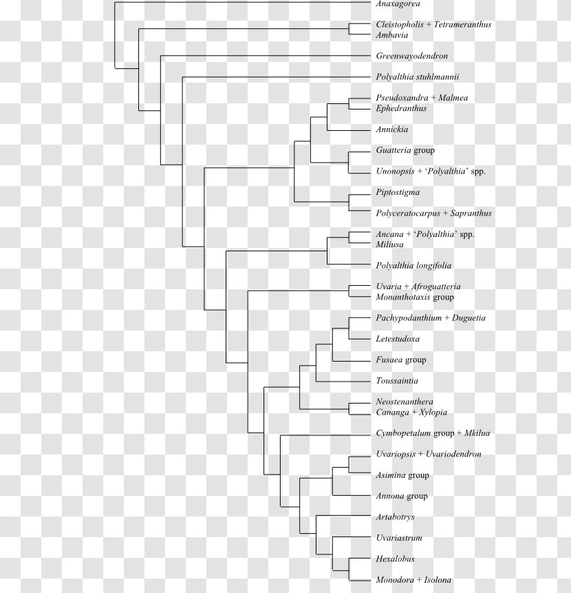 Bootstrapping Phenotypic Trait National Autonomous University Of Mexico Cladogram Phylogenetic Tree - Black And White - Hainan Element Transparent PNG