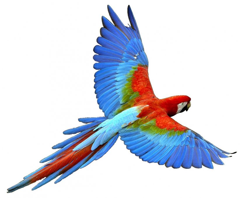 Parrot Bird Flight Cockatiel Clip Art - Color Transparent PNG