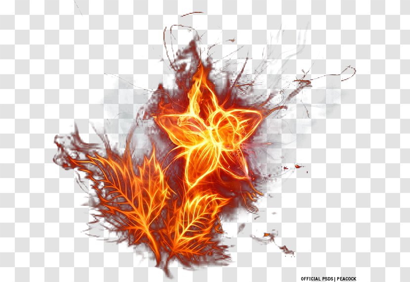 Flame Fire Flower Desktop Wallpaper Transparent PNG