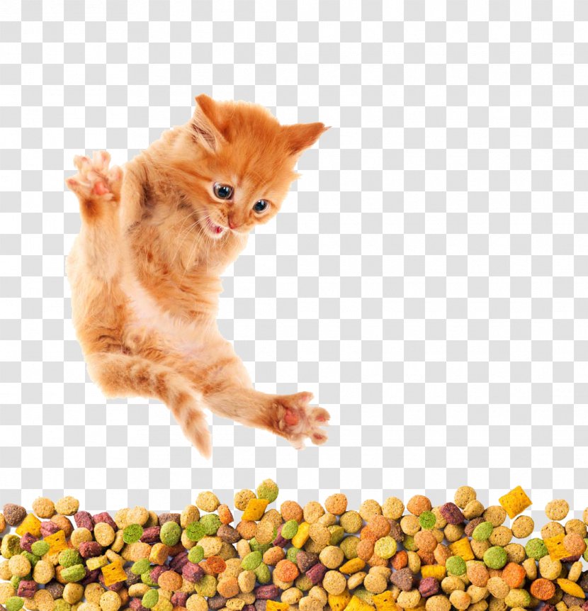 Cat Food Kitten Dog Horse - Creative Transparent PNG