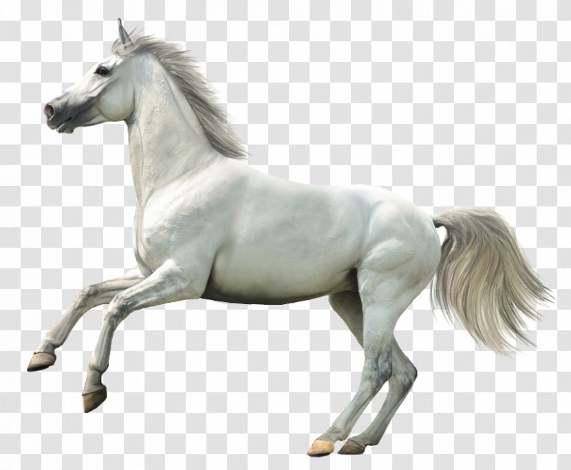 Howrse Horse Animal Rendering - Whitehorse Transparent PNG