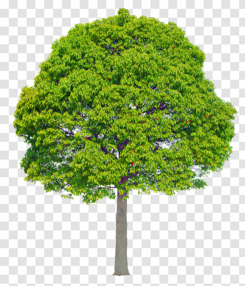 Arbor Day Transparent PNG