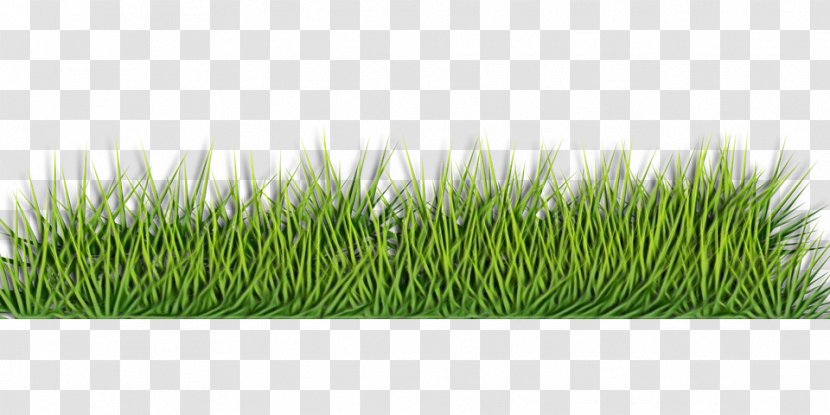 Green Grass Background - Fodder - Landscaping Transparent PNG