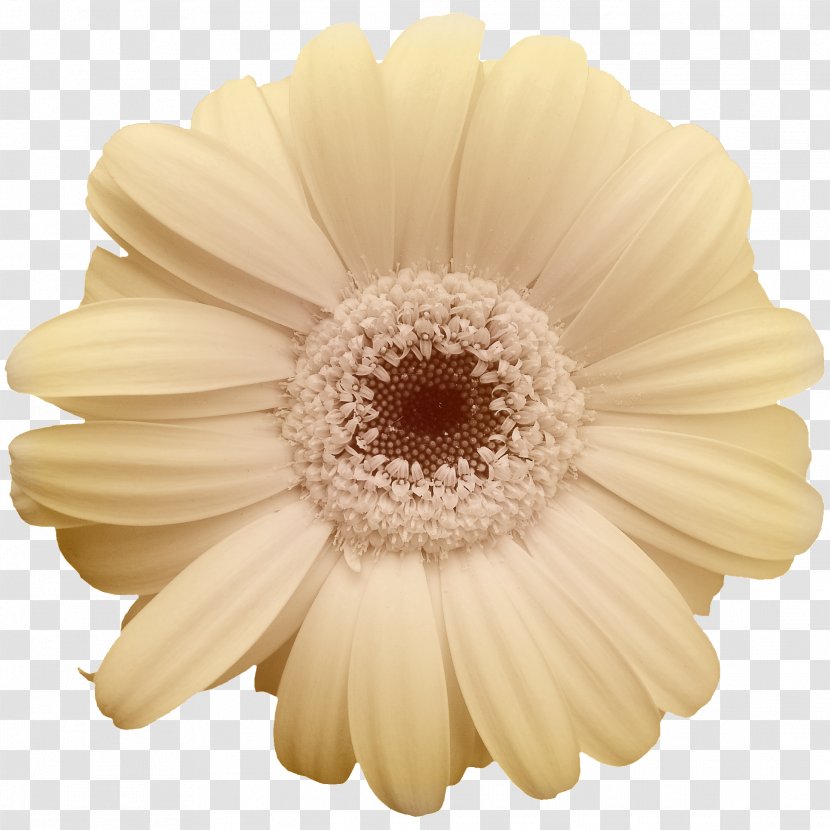 Common Daisy Yellow Flower Transvaal - Gerbera - Beige Chrysanthemum Petals Transparent PNG