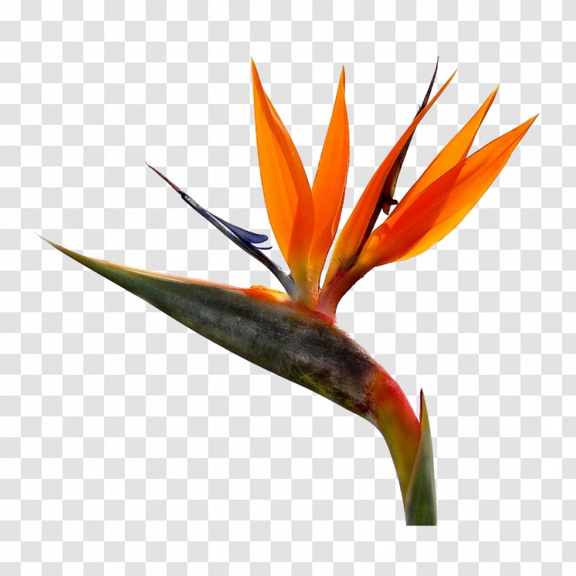 Bird-of-paradise Strelitzia Reginae Cut Flowers - Wilson S Birdofparadise - Water Color Leaf Transparent PNG