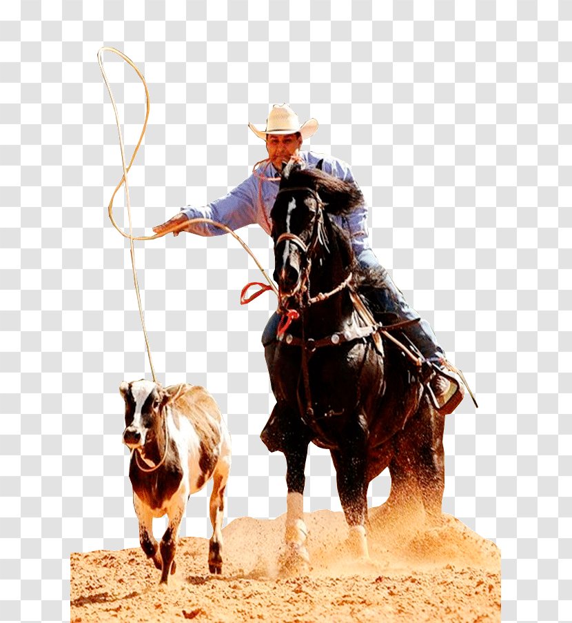 Rodeo Stallion Rein Mustang Western Riding - Cowboy Transparent PNG