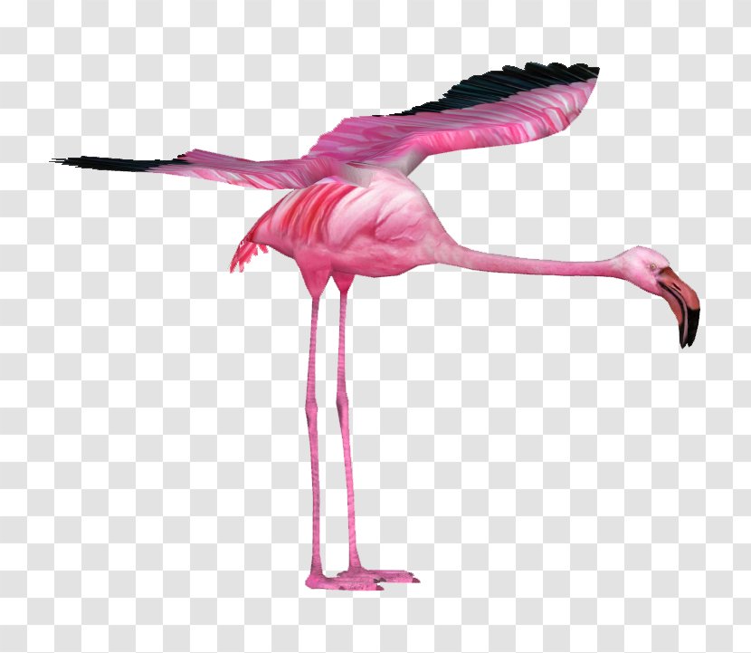 Water Bird Vertebrate Beak Feather - Flamingo Transparent PNG