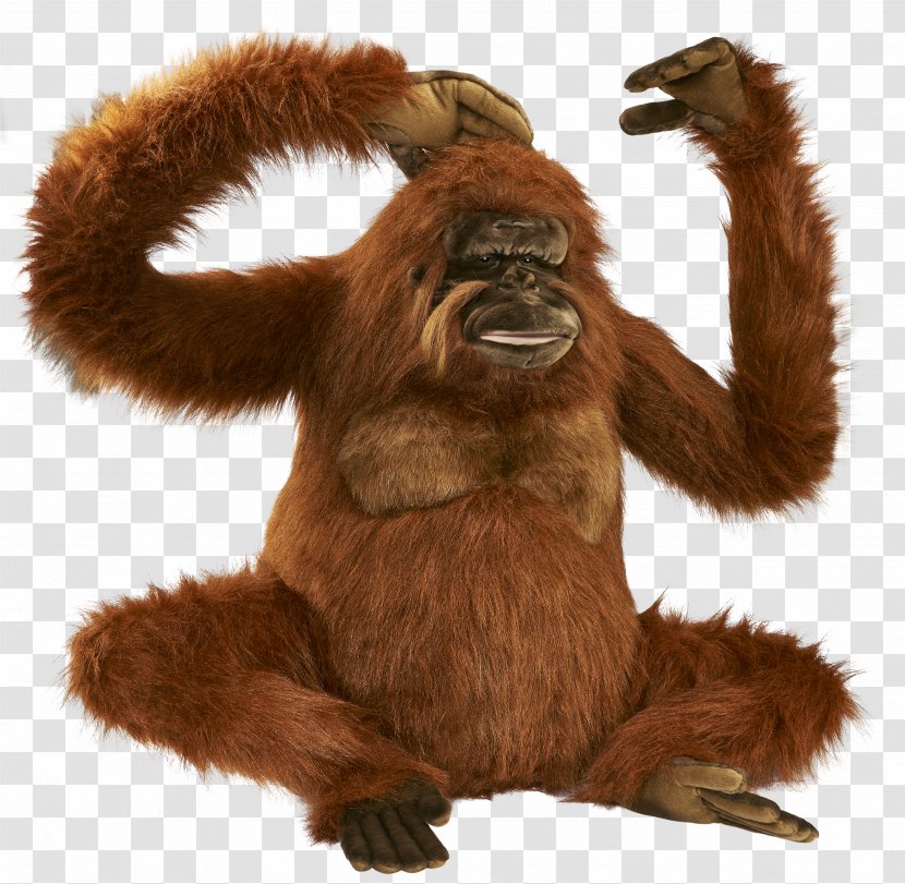 Gorilla Bornean Orangutan Icon - Great Ape Transparent PNG