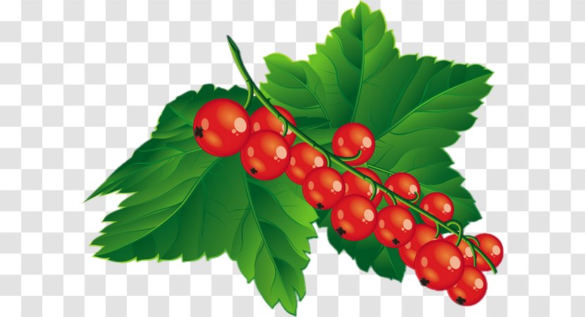 Blueberry Raspberry Clip Art - Schisandra - Red Currant Transparent PNG