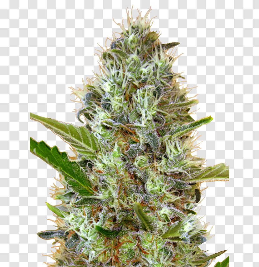 Car Autoflowering Cannabis Skunk Cultivation Marijuana - Plant Transparent PNG