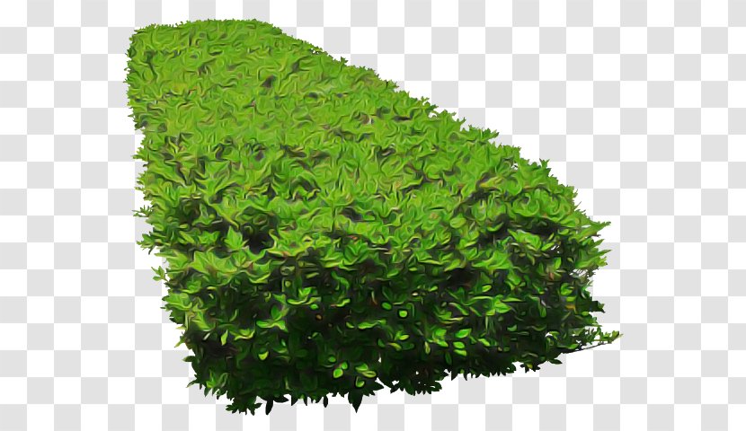 Green Leaf Grass Plant Shrub - Tree - Herb Flower Transparent PNG