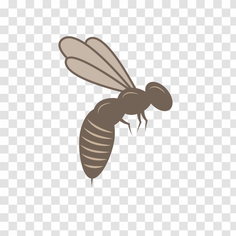 Honey Bee Beehive Mānuka - M%c4%81nuka Transparent PNG
