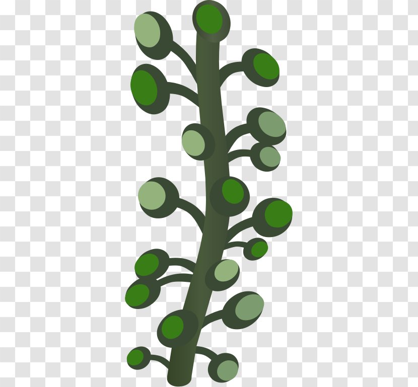 Clip Art - Plant Stem - Branch Transparent PNG