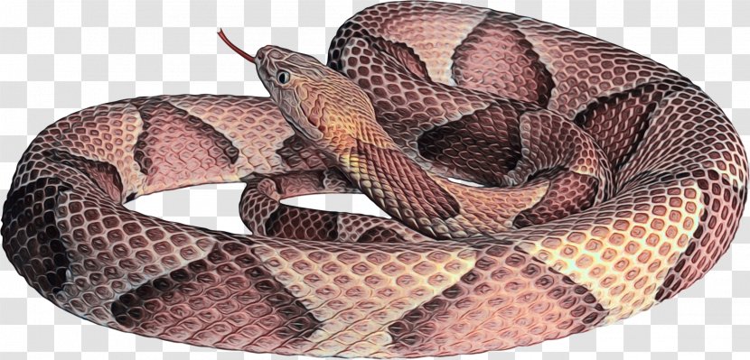 Snake Cartoon - Snakes - Python Family Boa Transparent PNG