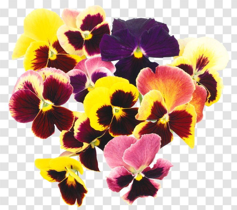 Pansy Flower Digital Image Clip Art Transparent PNG