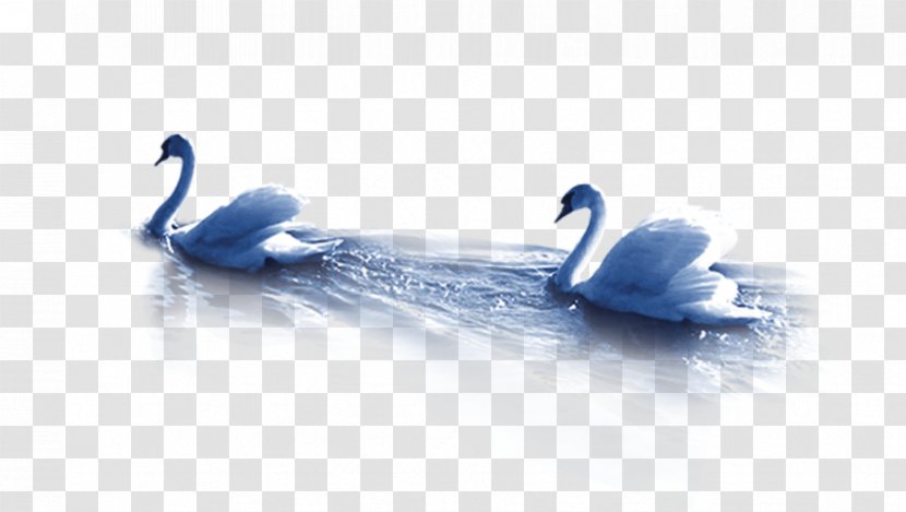 Mute Swan Duck Goose - Water Transparent PNG