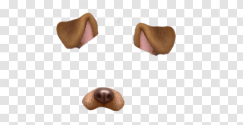 Dog Photographic Filter Standard Test Image - Nose Transparent PNG