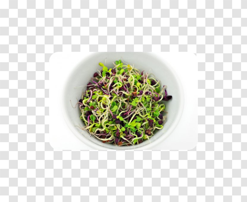 Bean Salad Pasta Sprouting Lentil - Superfood Transparent PNG
