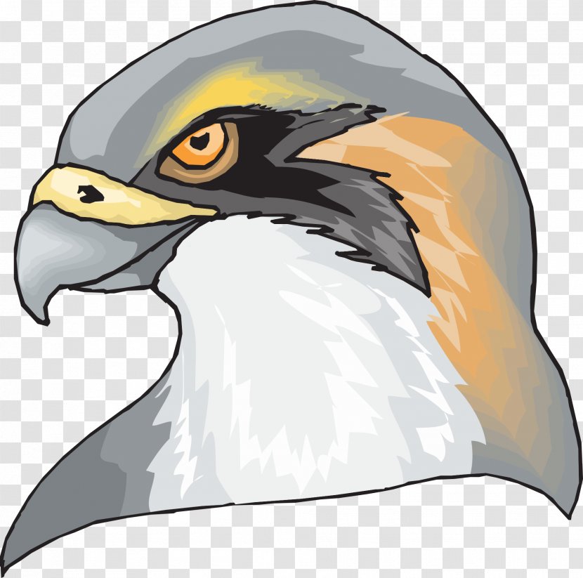 Hawk Eagle Clip Art - Wing - Birds Transparent PNG