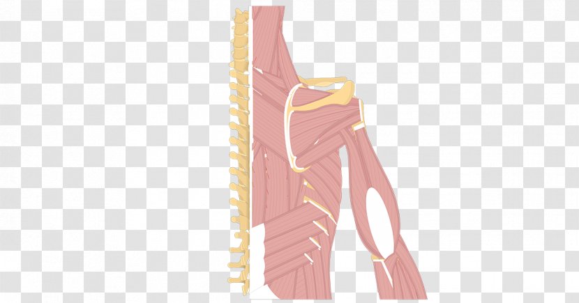 Posterior Compartment Of The Arm Shoulder Muscle Anatomy - Human Back Transparent PNG