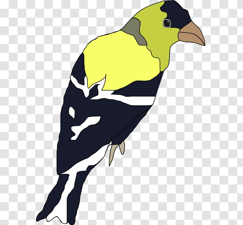 Finches Bird Of Prey Beak - Finch Transparent PNG