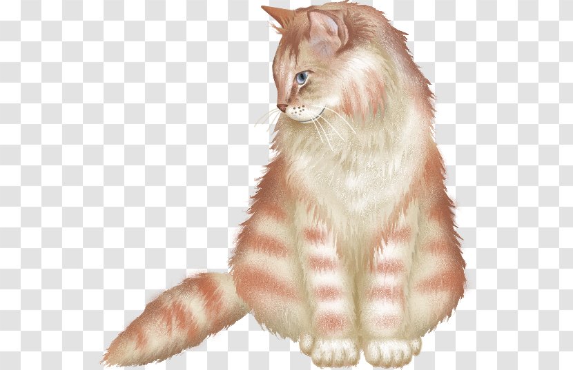 European Shorthair Cymric Norwegian Forest Cat Kurilian Bobtail Maine Coon - Kitten Transparent PNG